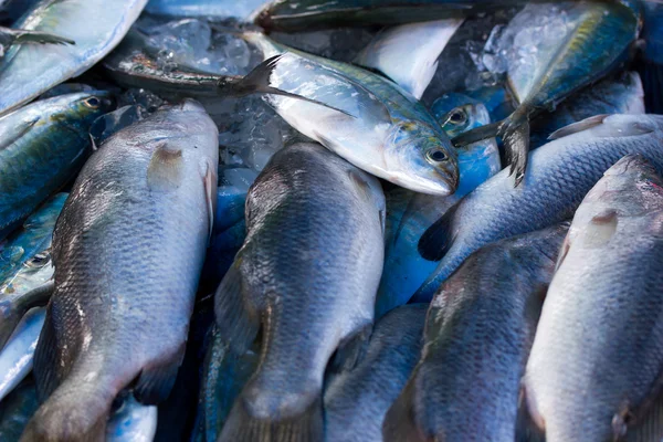 Tatlısu kefali mackerels, Deniz balığı — Stok fotoğraf