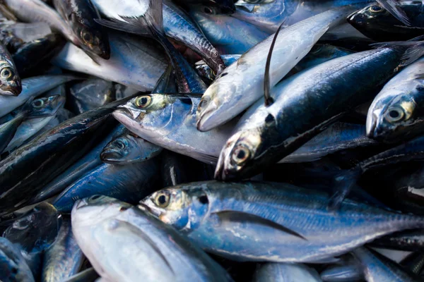 Tatlısu kefali mackerels, Deniz balığı — Stok fotoğraf