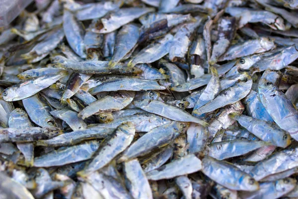 Chub mackerels, sea fish — Stock Photo, Image