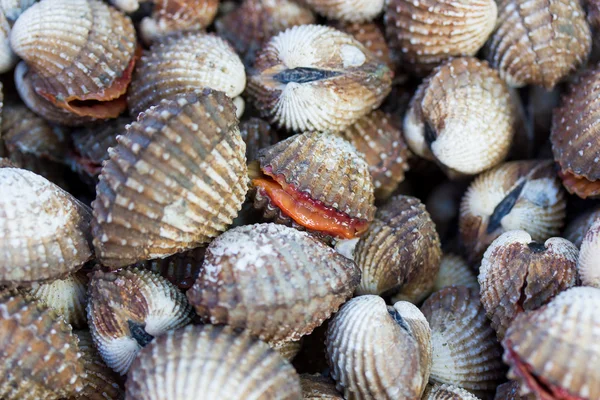 Морські раковини молюсків — стокове фото