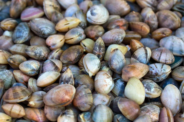 Sea shells clams — Stock Photo, Image