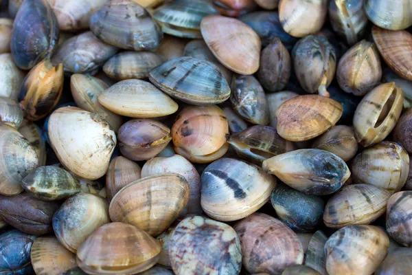 Sea shells clams — Stock Photo, Image