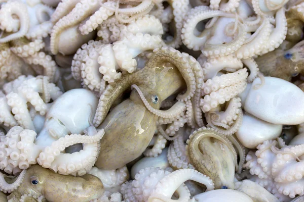 Fresh squids display in the basket fresh seafood in the market — Stock Photo, Image