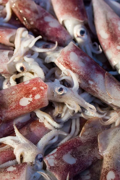 Friss squids jelennek meg a kosár friss tenger gyümölcsei a piacon — Stock Fotó