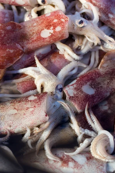 Свежие кальмары в корзине свежие морепродукты на рынке — стоковое фото