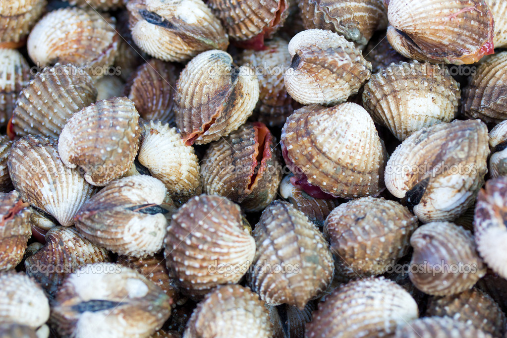 Sea shells clams — Stock Photo © netfalls 21989917