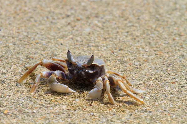 Crab on the beach — Stock Photo, Image