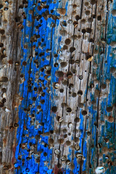Vecchio tronco di legno — Foto Stock