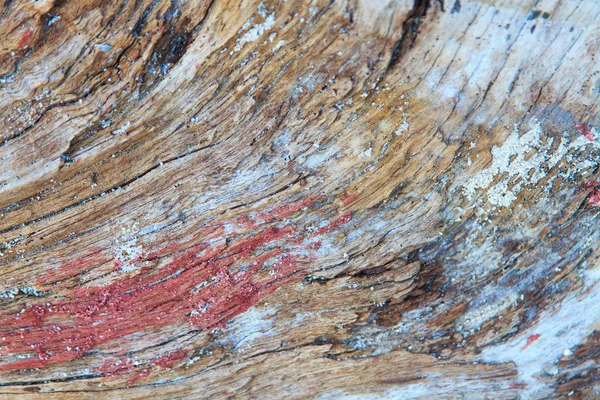 Old wood log — Stock Photo, Image