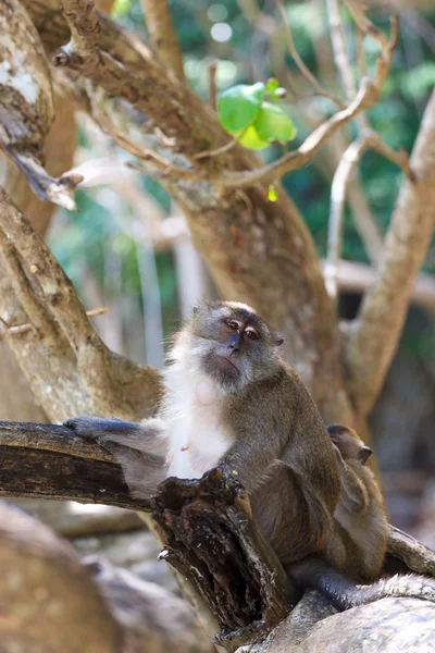 Monkey on Monkey Beach Phi Phi — Stock Photo, Image