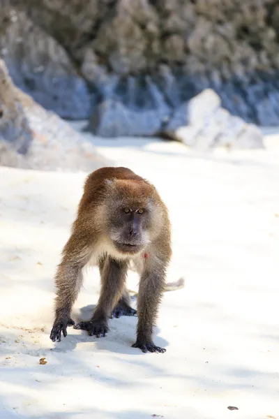 Μαϊμού στο phi phi παραλία μαϊμού — Φωτογραφία Αρχείου