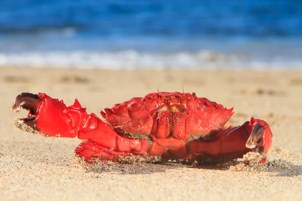 Rode krab op het strand — Stockfoto