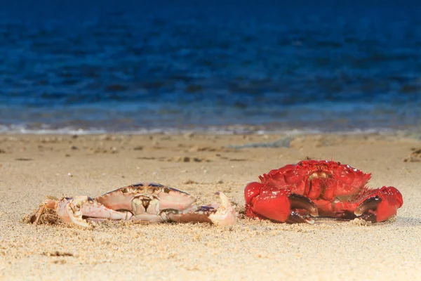 Rode krab op het strand — Stockfoto