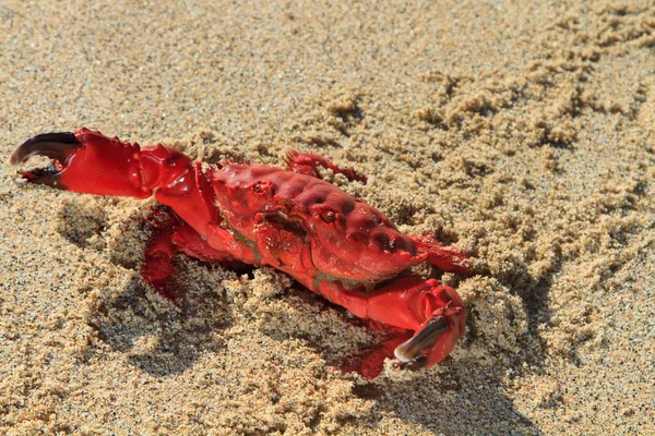 Red Crab at the beach — Stock Photo, Image