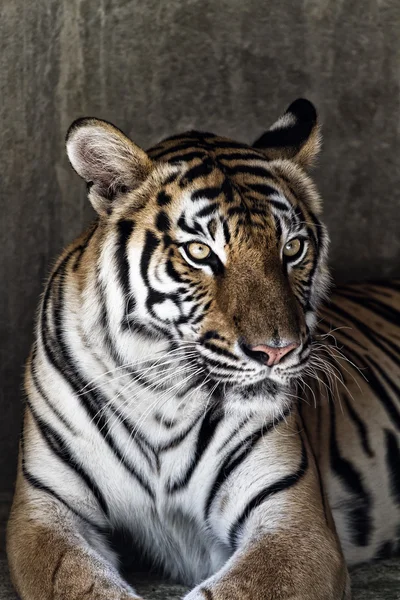 Porträt eines schönen Tigers — Stockfoto