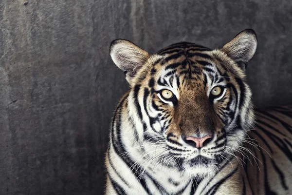 Porträt eines schönen Tigers — Stockfoto