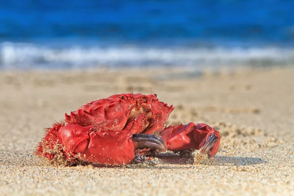 Rode krab op het strand — Stockfoto