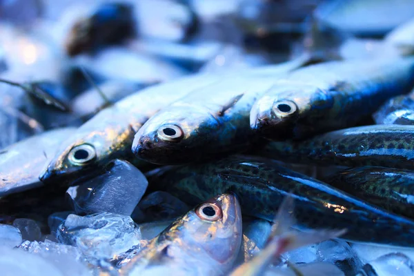 Färsk fisk på en marknad — Stockfoto