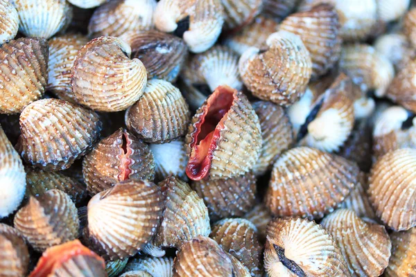 Морські мушлі молюсків в Таїланді — стокове фото