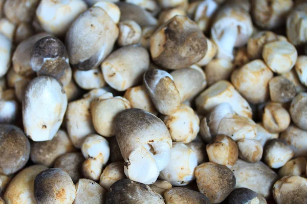 Fresh mushrooms at the market — Stock Photo, Image