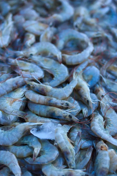 Crevettes fraîches au marché — Photo