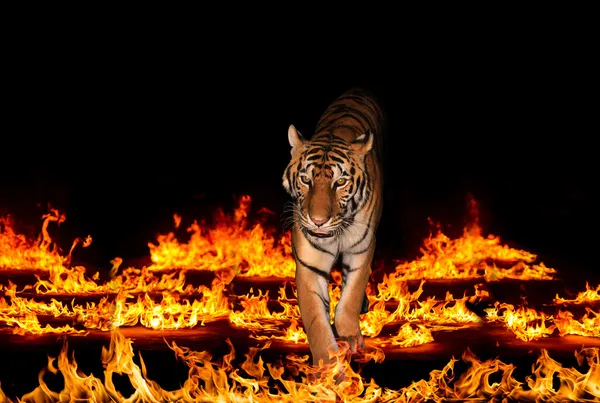 Tiger i flammande lågor — Stockfoto