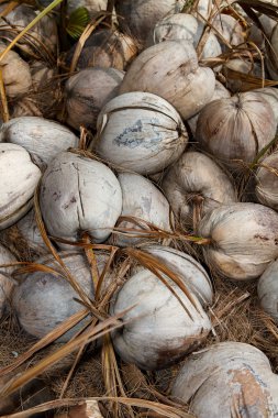 ham hindistan cevizi