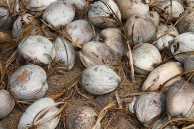 ham hindistan cevizi