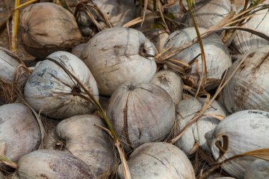 ham hindistan cevizi