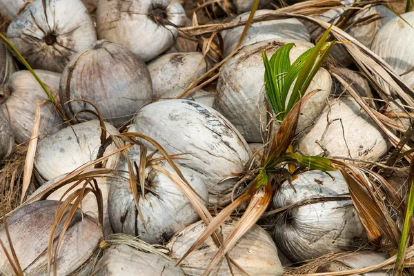 Surowe Orzechy kokosowe — Zdjęcie stockowe