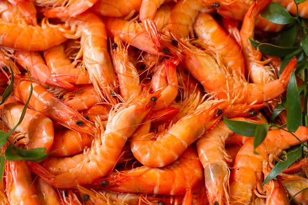 Closeup on fresh prawns — Stock Photo, Image