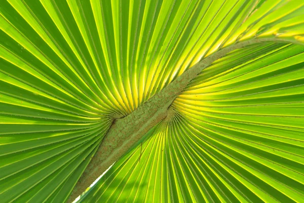 Green palm tree leaf — Stok fotoğraf