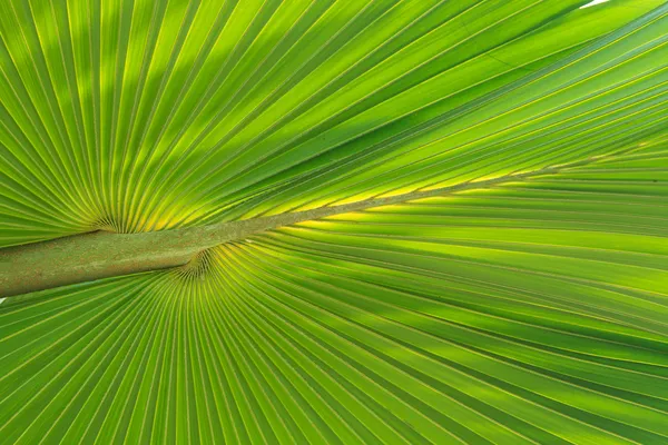 Green palm tree leaf — Stock Photo, Image