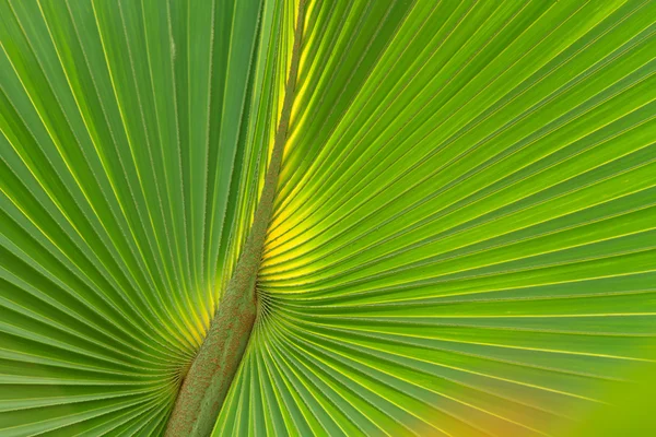 Folha de palmeira verde — Fotografia de Stock