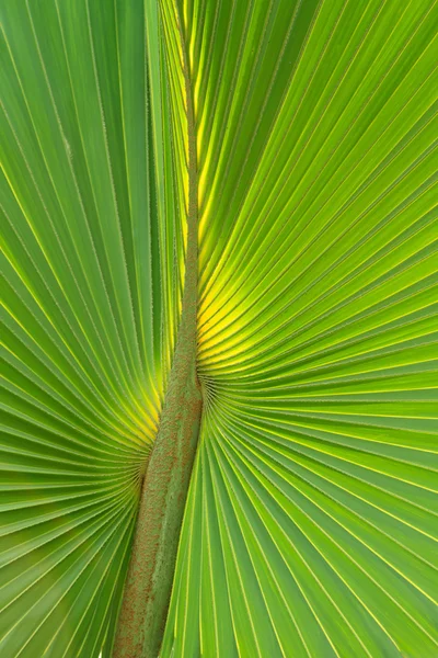 Foglia di palma verde — Foto Stock