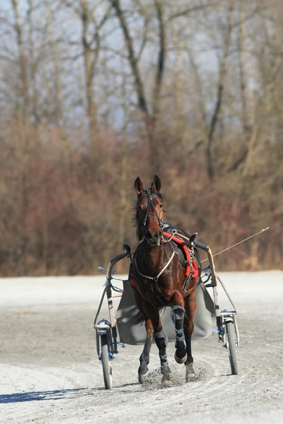 Arnés caballo de carreras — Foto de Stock