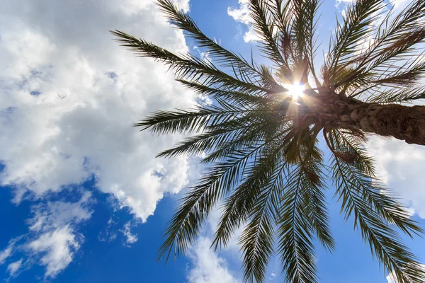 Gaivota em voo contra sol brilhante e nuvens — Fotografia de Stock