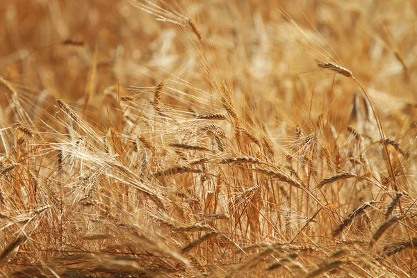 Спелые желтые колосья пшеницы — стоковое фото