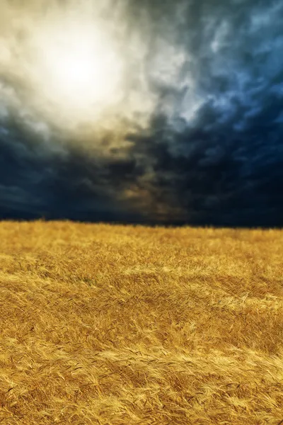 Weizenfeld bei Sonnenuntergang — Stockfoto