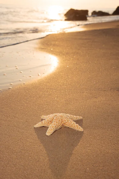 Estrela do mar na praia — Fotografia de Stock