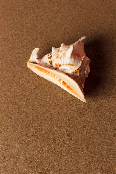 Seashell on the beach — Stock Photo, Image