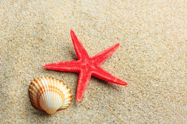 Mušle a hvězdice na pláži — Stock fotografie