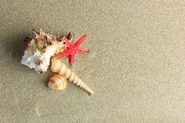 Concha marina y estrellas de mar en la playa —  Fotos de Stock