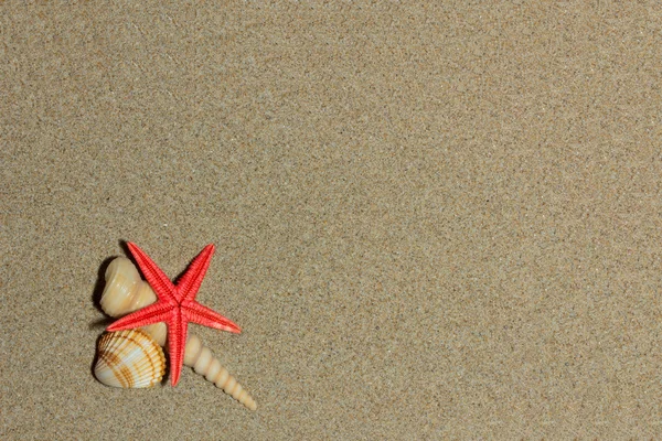 Concha marina y estrellas de mar en la playa — Foto de Stock