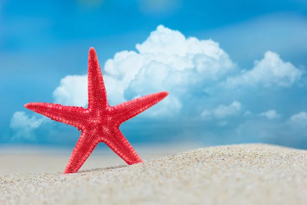 Starfish on the beach — Stock Photo, Image