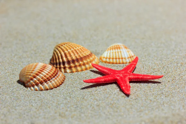 Starfish and seashells — Stock Photo, Image