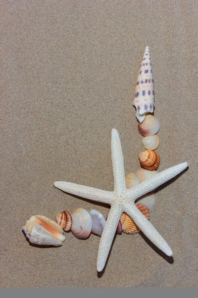 Coquillage sur la plage — Photo