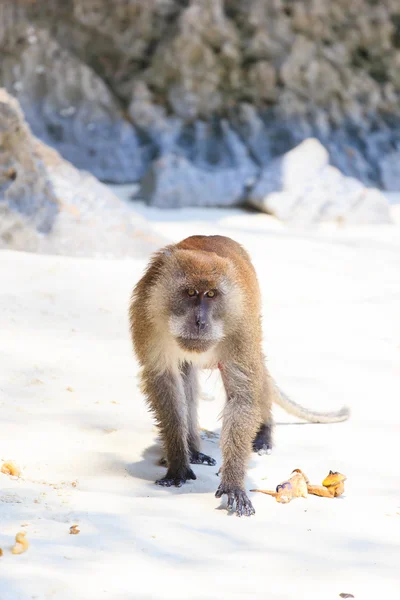 Monkey at the beach in Koh Phi Phi — Stock Photo, Image