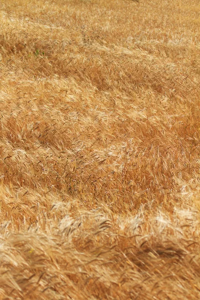 Raccolta dei campi di grano — Foto Stock