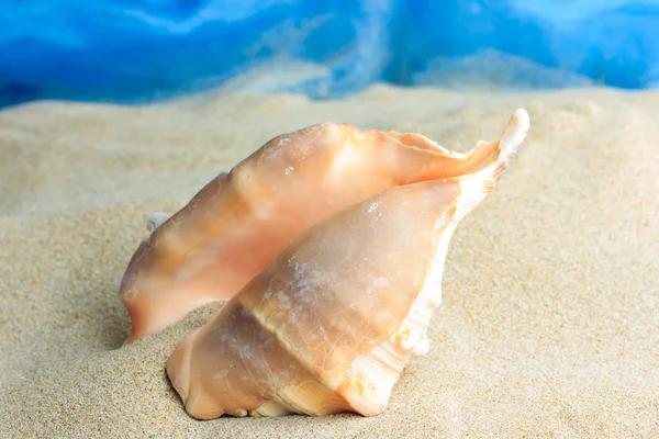 Coquilles de mer sur le sable — Photo